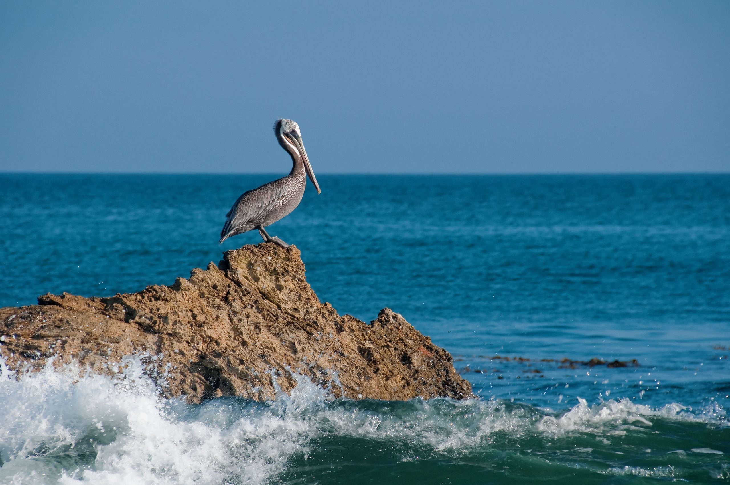 A beautiful shot of a gray pelican resting on a rock with sea waves hitting on the rock