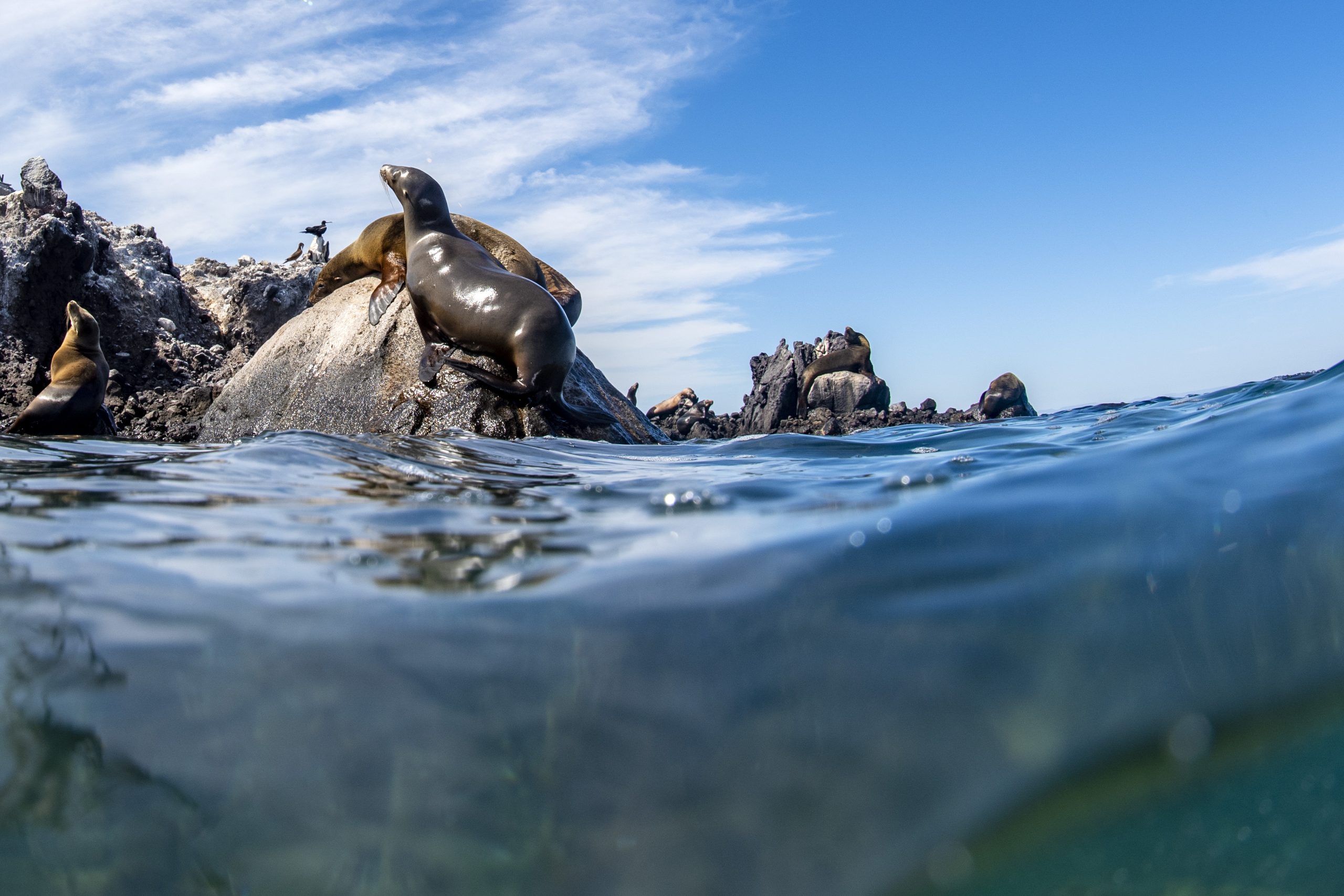 sea lion seal in galapagos