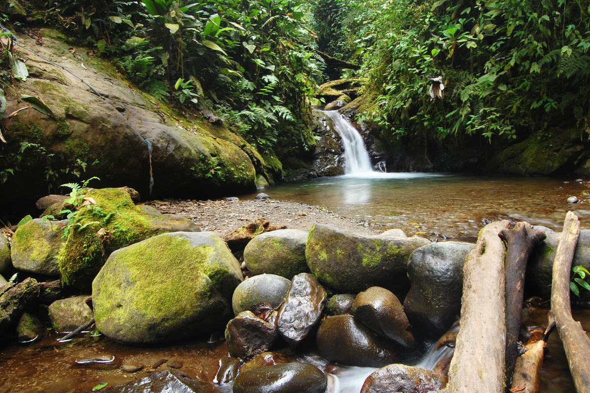 Mindo Cloud Forest day trip from Quito